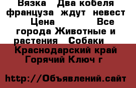  Вязка ! Два кобеля француза ,ждут  невест.. › Цена ­ 11 000 - Все города Животные и растения » Собаки   . Краснодарский край,Горячий Ключ г.